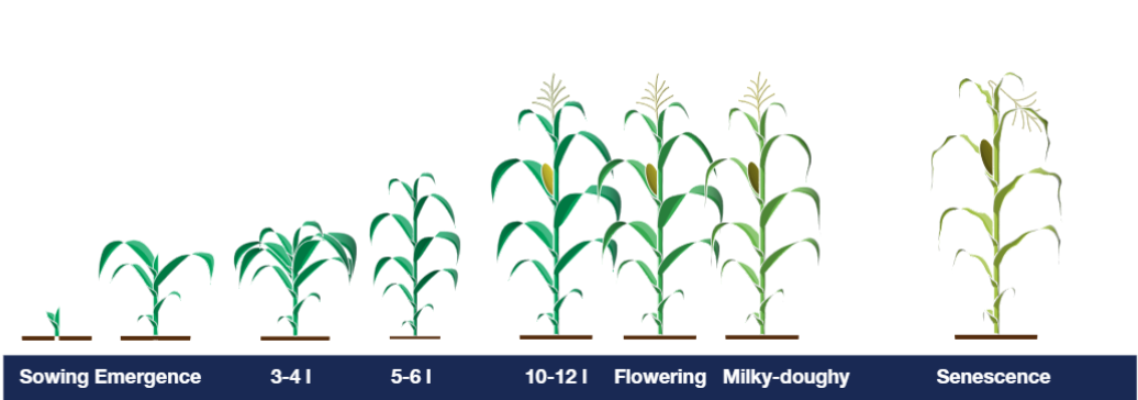 8 étapes clés de la croissance du maïs