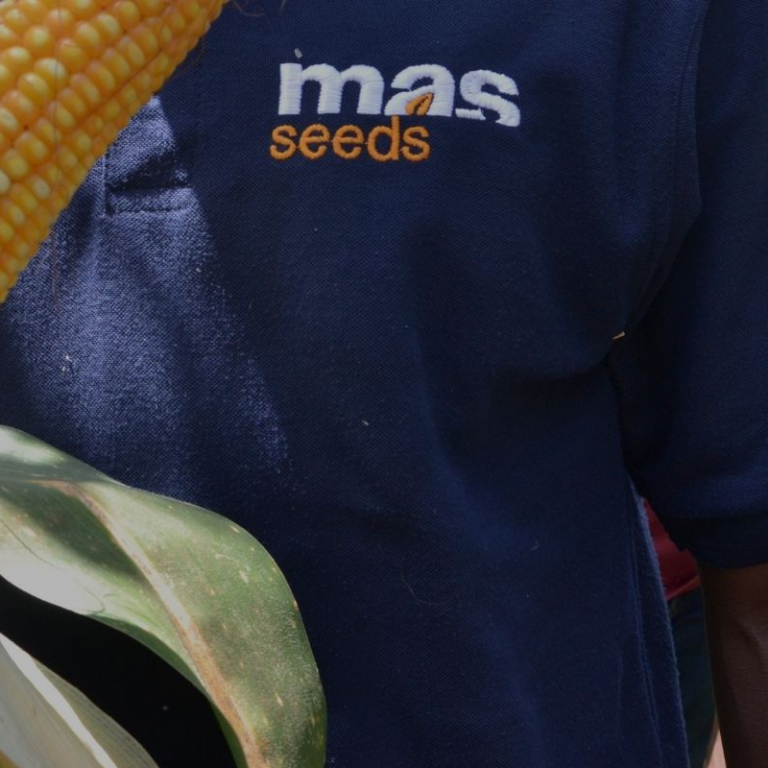 MAS Seeds company in Africa